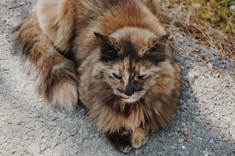 15 Pet Hampers Ideas That Will Wow Any Pet Lover