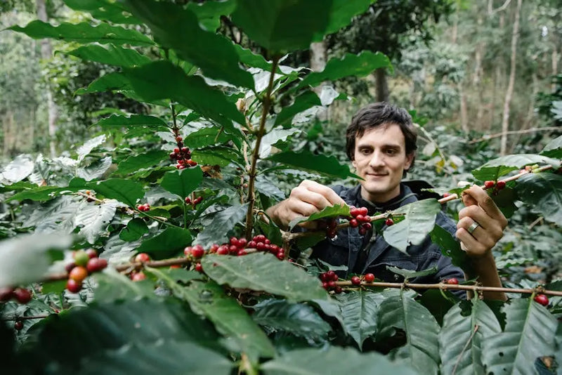 How Is Coffee Sourced Sustainably?